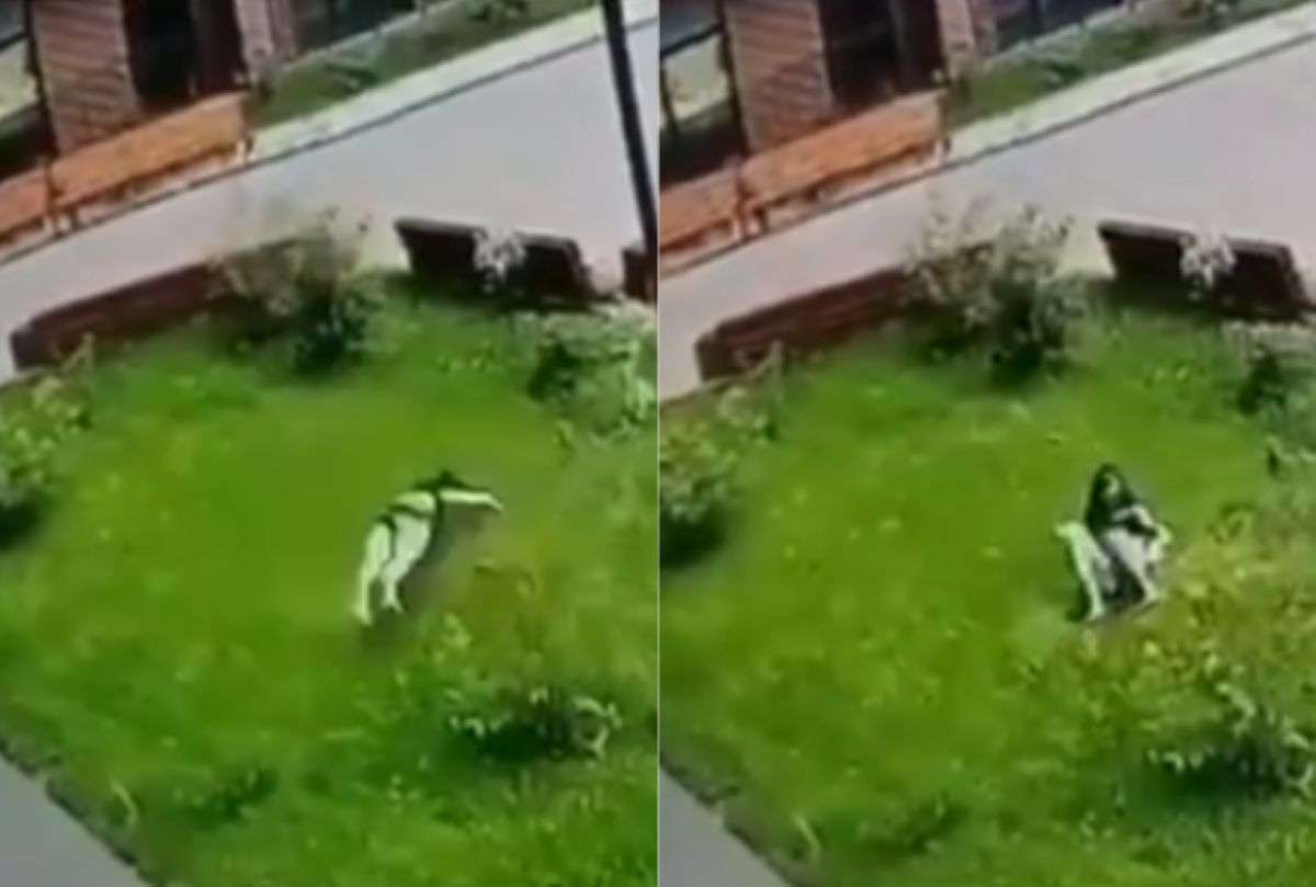 Przeżyła upadek z 13. piętra. Wszystko uchwyciły kamery. 