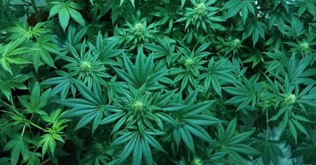 Czy marihuana rzeczywiście uśmierza ból? Nowe badania podważają jej skuteczność