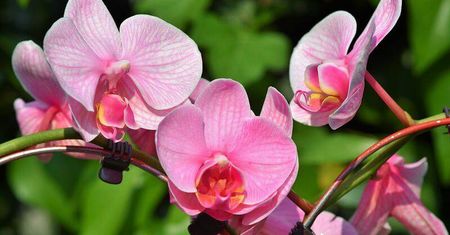 W Stężycy otwarto najnowocześniejszą szklarnię na świecie do uprawy orchidei
