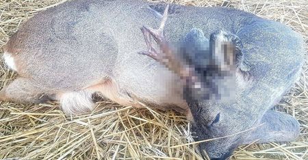 Ugryzł dziecko. Ludzie dostali amoku. "Szarpali, kopali i rzucali nim"