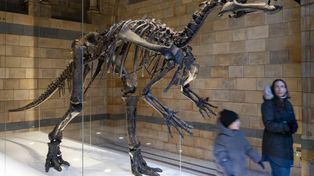 Nowy gatunek dinozaura z Wielkiej Brytanii. Nazwano go na cześć męża i ojca