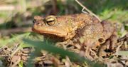 Miasto Lublin zaprasza. Pomóż ratować migrujące płazy