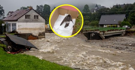 "Masowo umierają". Przykre zjawisko. Towarzyszy powodziom