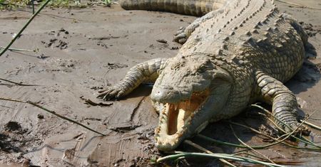 Krokodyle reagują na płacz dzieci