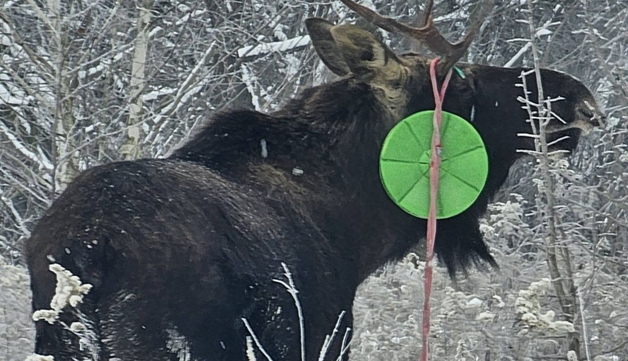 Leśnicy pokazali łosia. Spójrzcie, co miał na sobie. "Wyraźny sygnał"