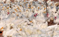 We Francji wirus ptasiej grypy zabi 2 tys. kaczek