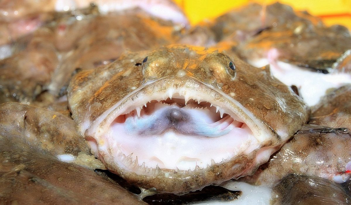 Ryba żabnica jest potocznie nazywana diabłem morskim - Pyszności; Fot Pixabay
