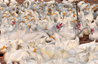 We Francji wirus ptasiej grypy zabił 2 tys. kaczek