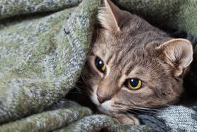 FIP u kota – objawy, leczenie i zapobieganie