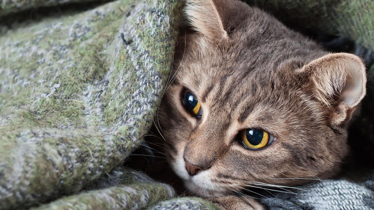 FIP to schorzenie trudne do zdiagnozowania i na tę chwilę nieuleczalne.