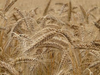 Niespodzianka sezonu w UE: Jęczmień droższy niż pszenica