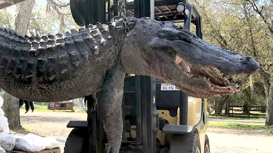 Aligator miał w sobie kilka zaskakujących przedmiotów