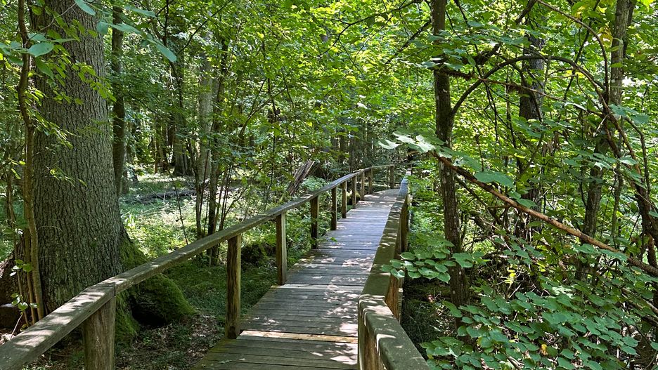 Puszcza Białowieska to jedyny las naturalny w Europie