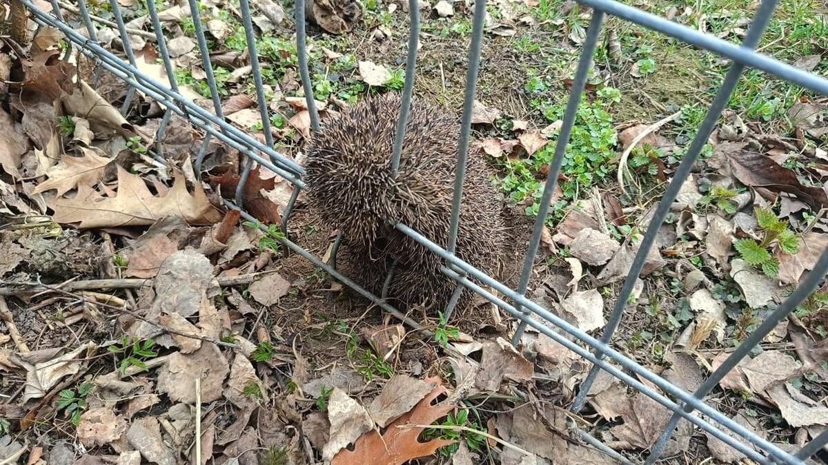 Uwięziony w ogrodzeniu jeż