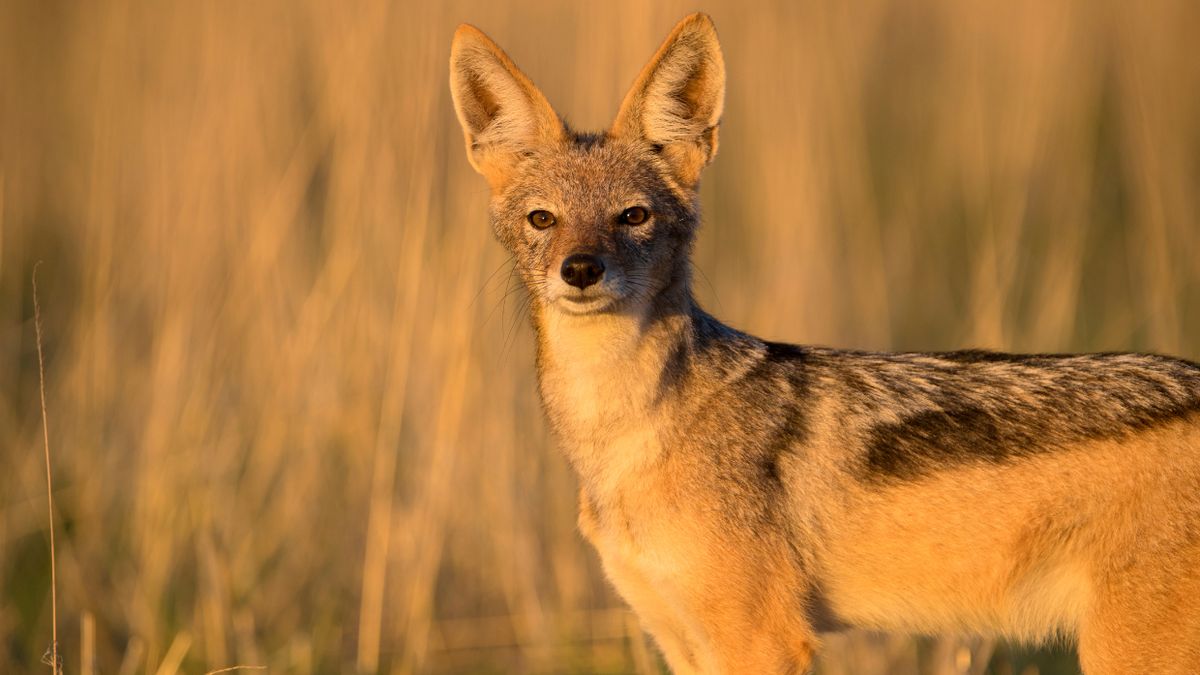 Szakal złocisty był widziany na Pomorzu