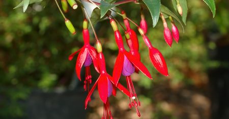Fuchsia – Google pracuje nad całkowicie nowym systemem operacyjnym
