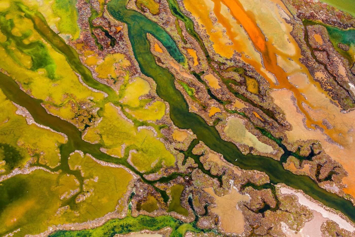 Zdjęcia wyróżnione w konkursie Wildlife Photographer of the Year 2015 5