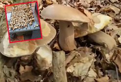 Wysyp grzybów. Nie wierzyła własnym oczom