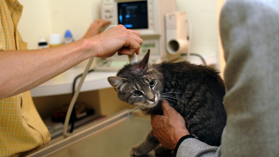 Niemcy. Kot z koronawirusem przeżył zakażenie (zdjęcie ilustracyjne)