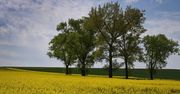 Rzepak zakwitł wokół Legnicy. Kierowcy zwalniają dla takich widoków
