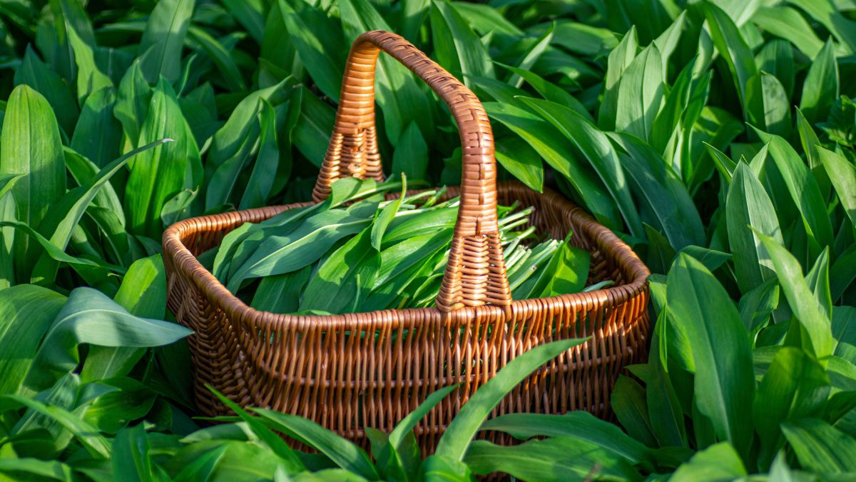 Sezon na czosnek niedźwiedzi już wkrótce