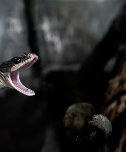 Szokujące odkrycie w lesie. Osiem martwych węży pod Poznaniem