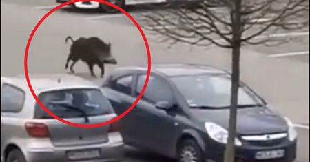 "Dzika bestia" wtargnęła do galerii handlowej. Niewiarygodne, co robili klienci w popłochu [WIDEO]