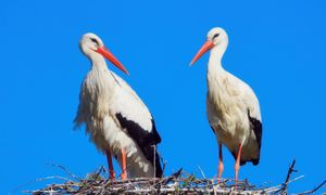 Banalnie prosta krzyżówka z wiedzy ogólnej. Każdy powinien mieć komplet