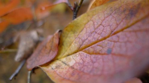 Panasonic Lumix LX5 - test [część 2] 17