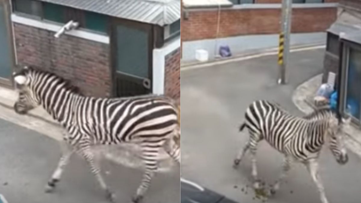 Zebra na wolności w Seoulu. Uciekła z zoo.The Guardian/YouTube