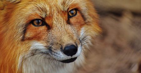 Firefox 63 jest szybszy na desktopie, dostał picture in picture na Androidzie