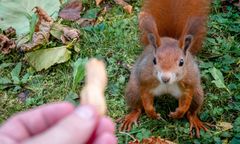 USA. "Zła, okrutna i niezwykle silna" wiewiórka terroryzuje mieszkańców