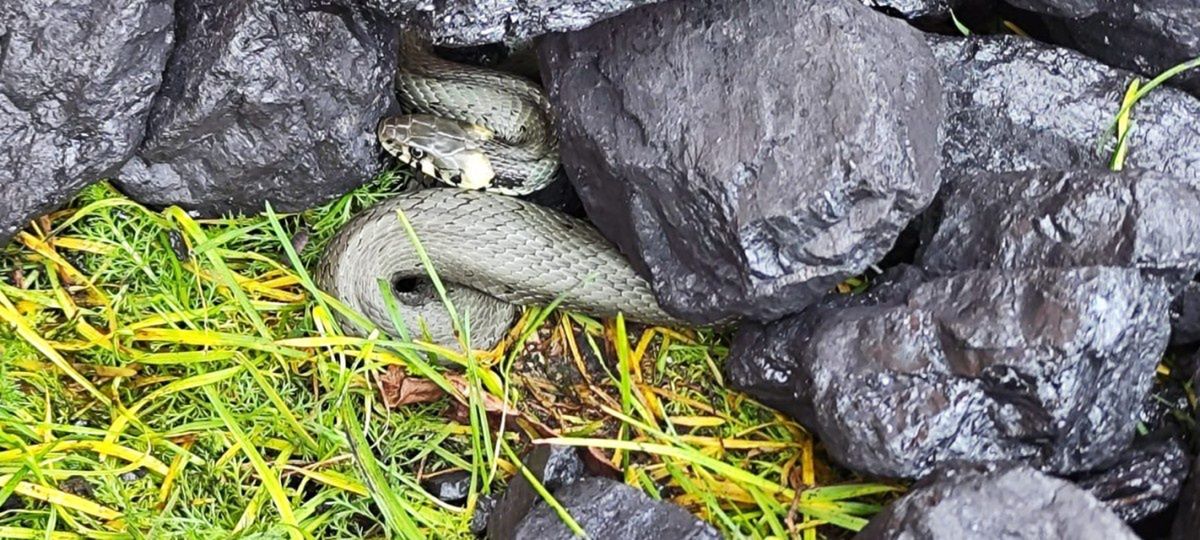 Powiat turecki: Kupiła węgiel opałowy. Po bryłach pełzał wąż