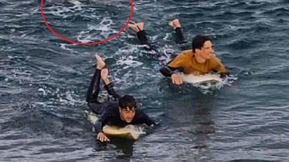 Surferzy nie zdawali sobie sprawy z tego, że rekin pływa tak blisko