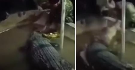 Mężczyzna karmił krokodyla w Indonezji. Nagle zwierze zaatakowało
