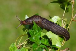 Jeden z najgorszych ogrodowych szkodników. Są na niego sposoby