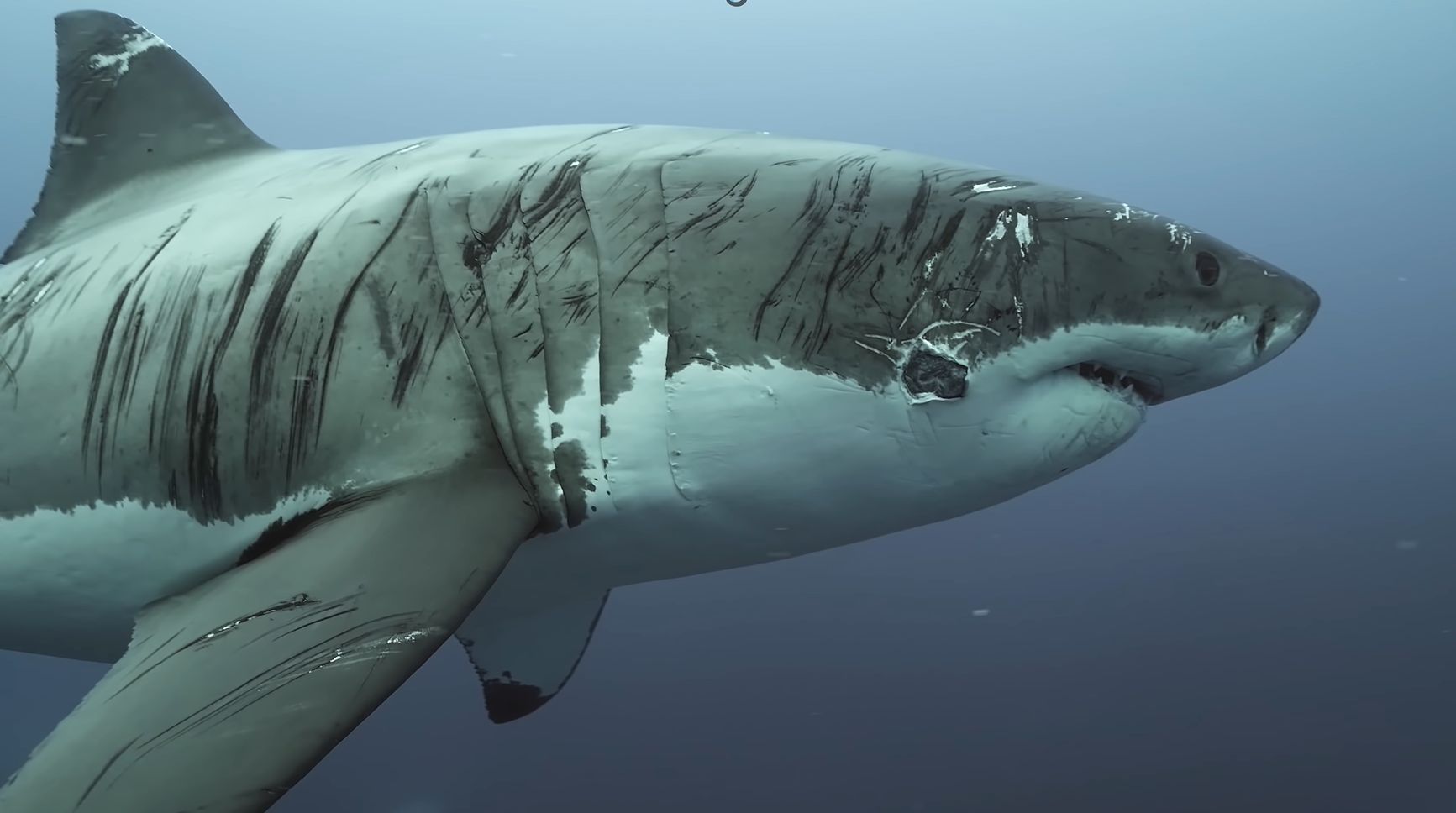 Naukowcy nigdy wcześniej nie widzieli czegoś takiego. Co stało się rekinowi?
