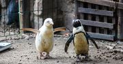 Jedyny taki pingwin na świecie. Mieszka w gdańskim zoo
