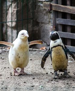 Jedyny taki pingwin na świecie. Mieszka w gdańskim zoo