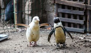 Jedyny taki pingwin na świecie. Mieszka w gdańskim zoo