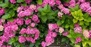 Wsyp pod hortensje. Będą puszczać kwiat po kwiecie