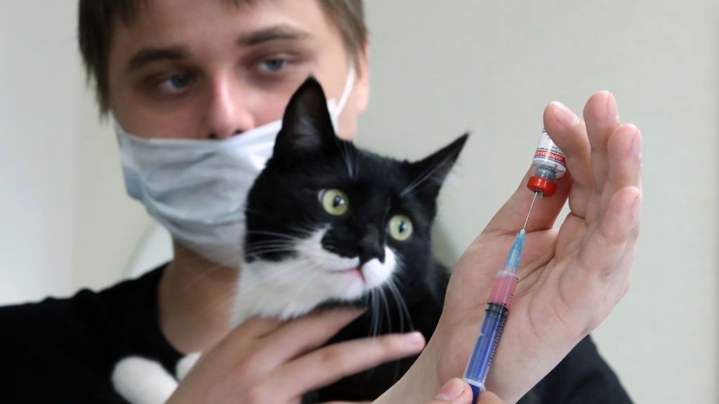 Koronawirus. Śpisz ze swoim pupilem? Możesz go zarazić COVID-19