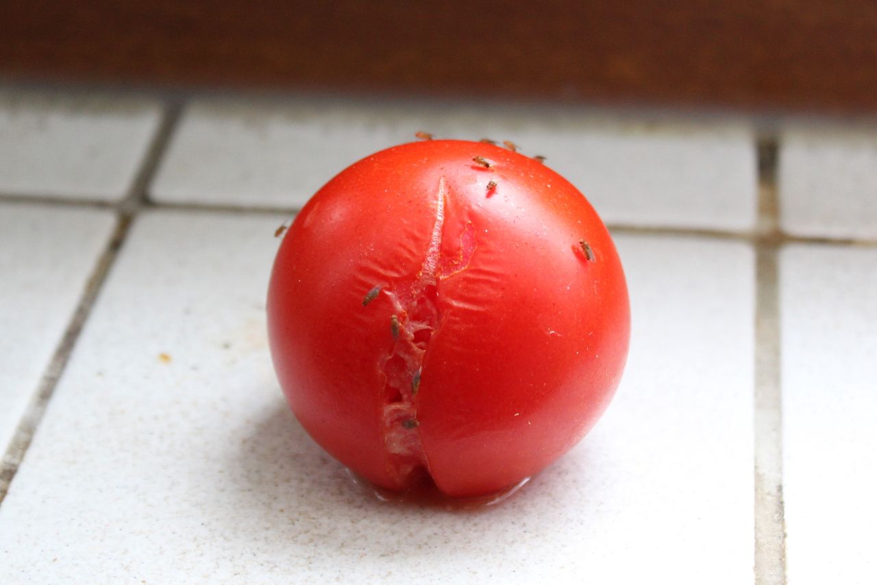 Fruit flies are attracted to certain food products.