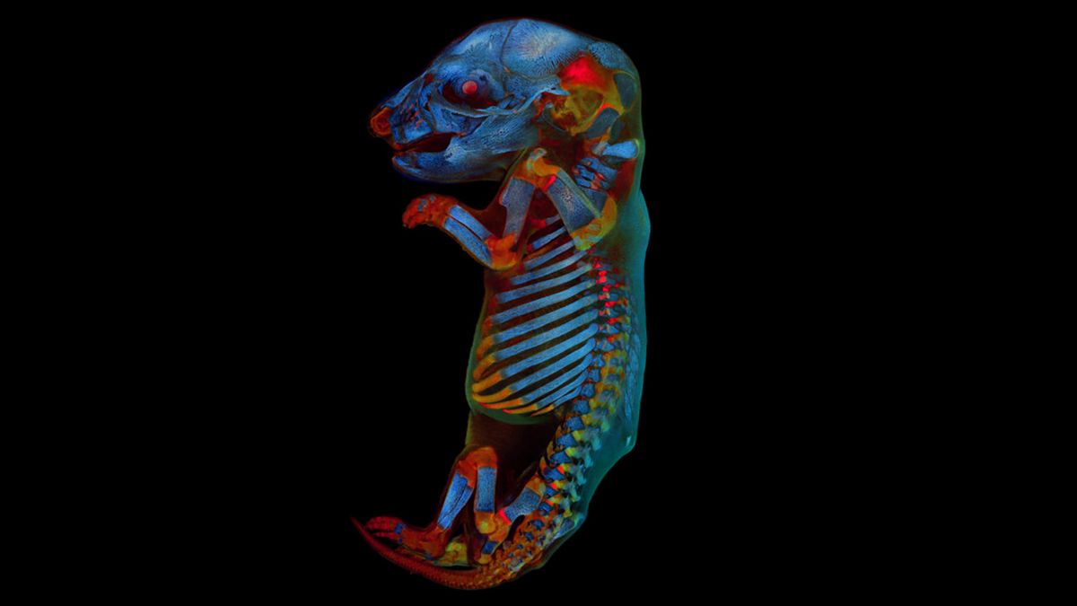 Najlepsze zdjęcia naukowe na świecie. Nie zgadniesz, co się na nich znajduje 1