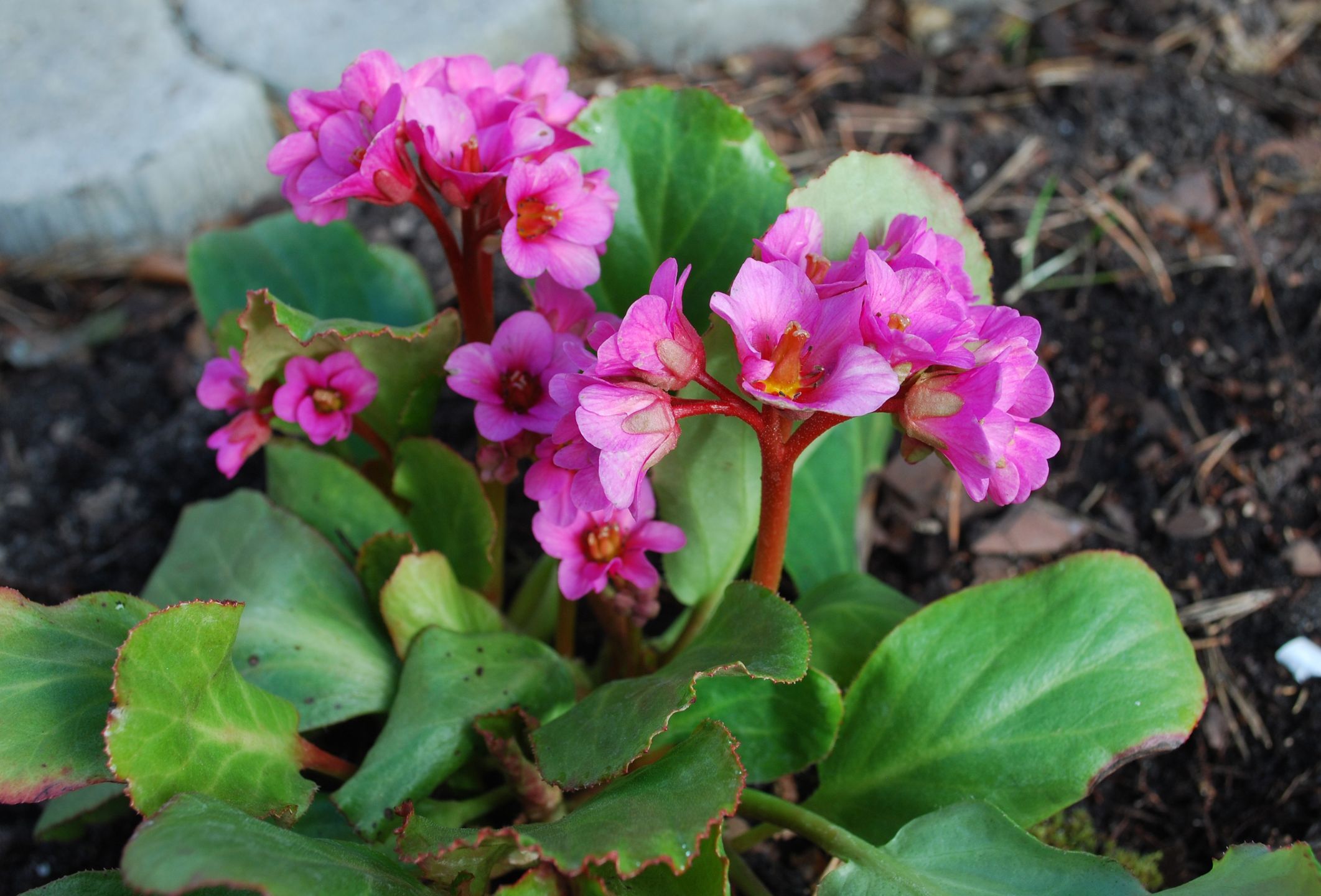 Bergenia cordifolia pink flowers, blooming.Bergenia cordifolia (Bergenia crassifolia, the badan, Siberian tea), flowers, blooming. Springtime.SvetlanaKlaiseBeautiful, Vibrant Color, Beauty In Nature, Blossom, Flowerbed, Beauty, Backgrounds, Growth, Purple, Pink Color, Green Color, Colors, Nature, Macro, Close-up, Flower Head, Leaf, Flower, Plant, Springtime, Season, blooming flower, Badan, Bergenia, Cordifolia, Blossoming