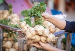 Jicama (kłębian kątowaty). Bulwa o niezwykłych właściwościach