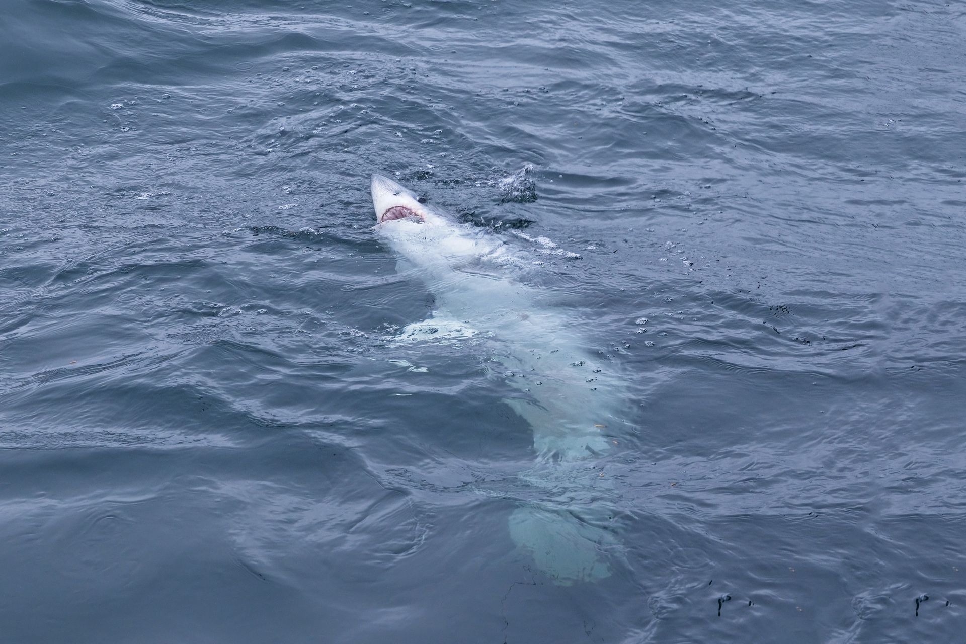 A dangerous shark in the Baltic Sea.  We know where to find it