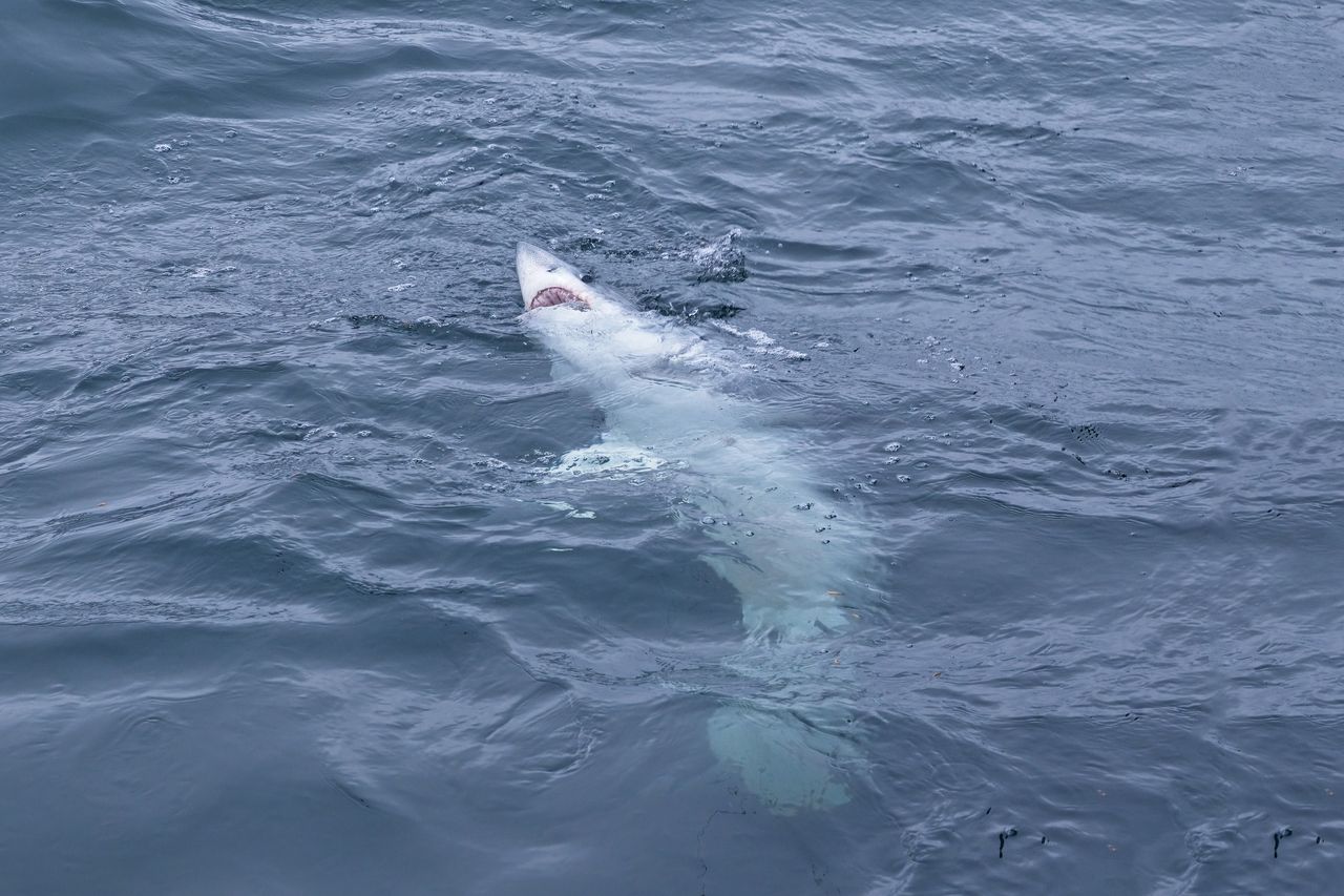 Porbeagle herring