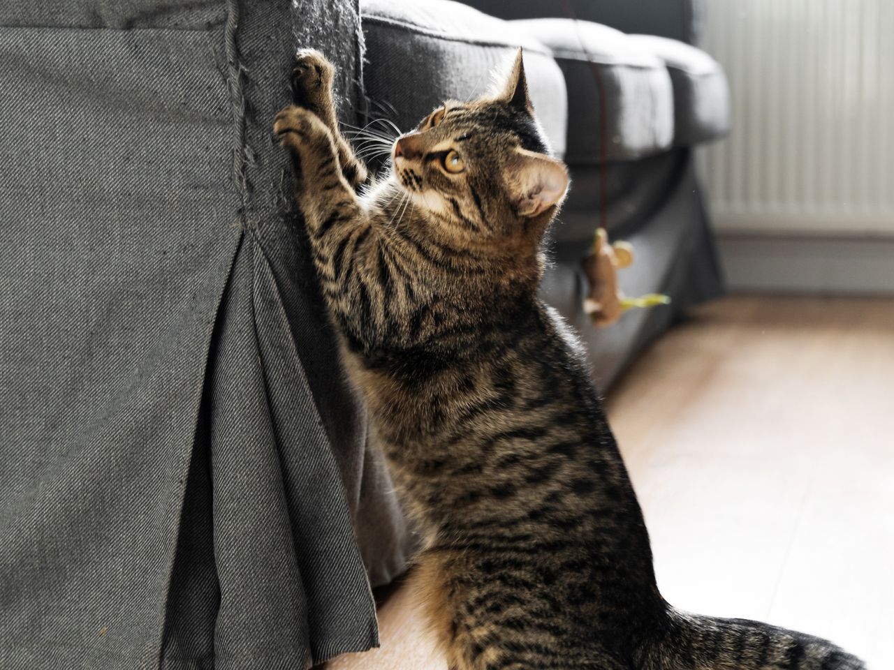 The cat scratches furniture? Here's the reason