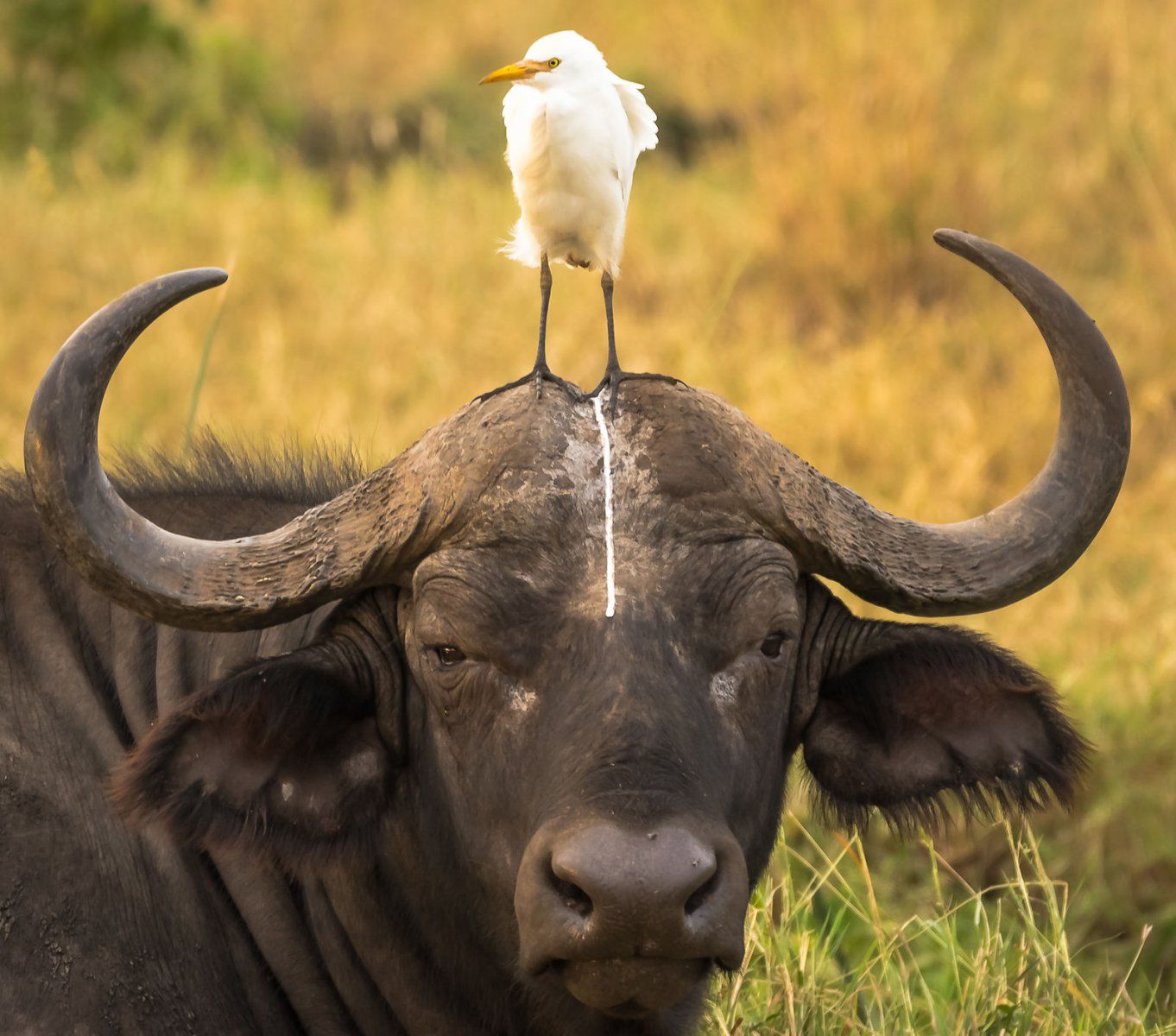 Wyłoniono zwycięzców konkursu Comedy Wildlife Photography Awards 2016. Nie przestaniesz się śmiać oglądające te zdjęcia 6